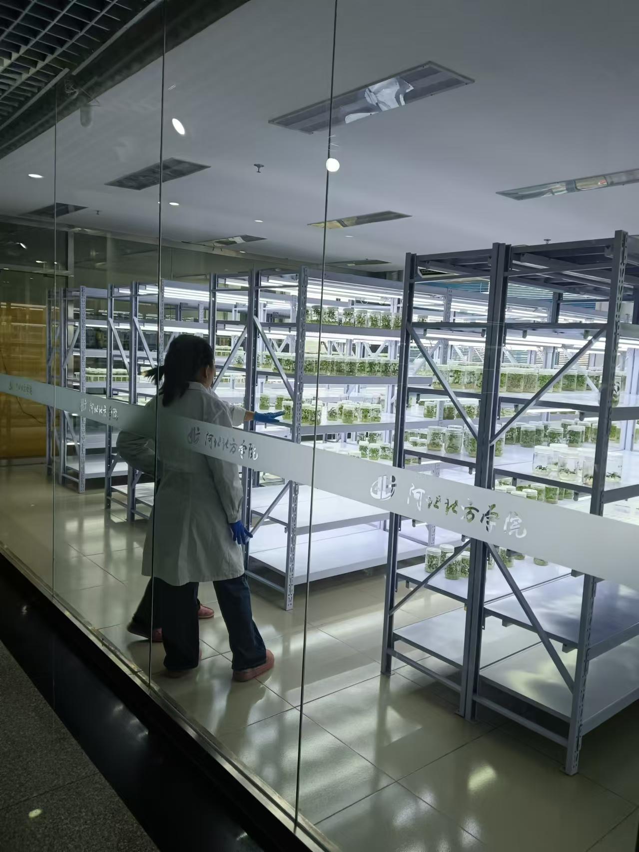 深泽植物组培室设计的基本布局有哪些?