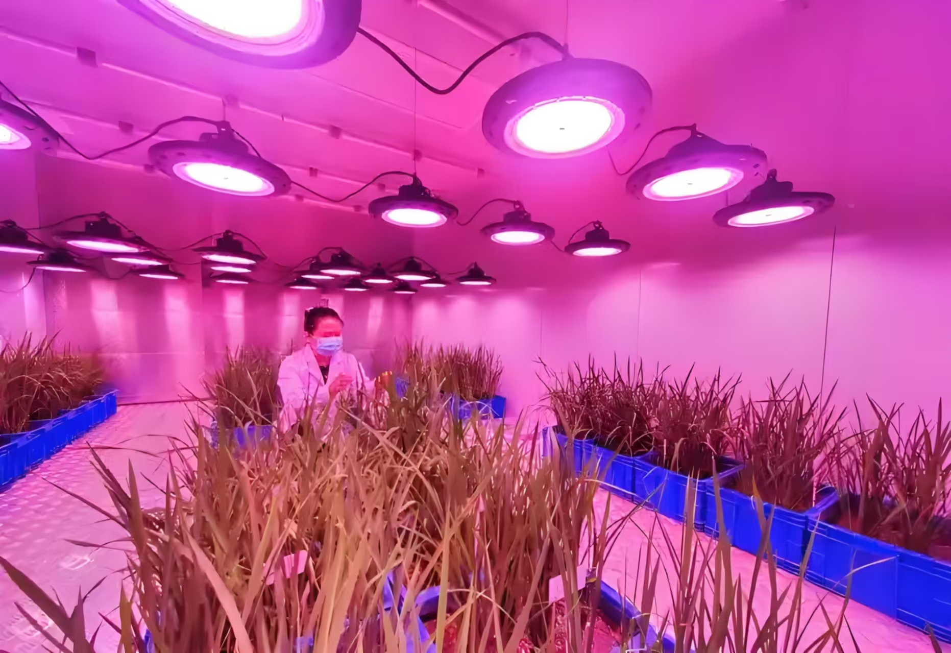 深泽人工气候室在农业领域的应用